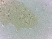 Bryodelphax dominicanus image