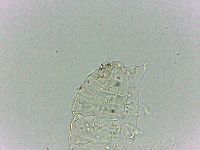 Bryodelphax dominicanus image
