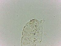 Bryodelphax dominicanus image