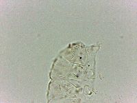 Bryodelphax dominicanus image