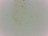Bryodelphax dominicanus image