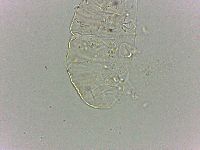 Bryodelphax dominicanus image