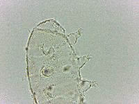 Bryodelphax dominicanus image