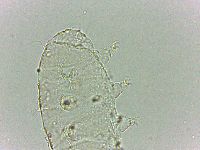 Bryodelphax dominicanus image