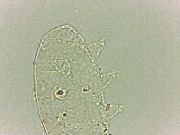 Bryodelphax dominicanus image