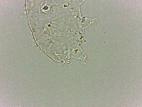 Bryodelphax dominicanus image