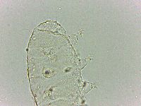 Bryodelphax dominicanus image