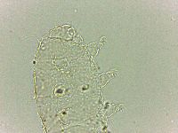 Bryodelphax dominicanus image