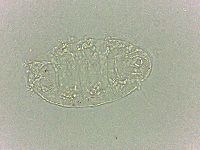 Bryodelphax dominicanus image