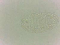 Bryodelphax dominicanus image