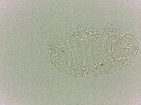 Bryodelphax dominicanus image
