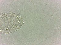 Bryodelphax dominicanus image