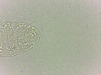Bryodelphax dominicanus image