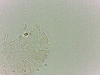 Bryodelphax dominicanus image
