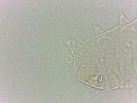 Bryodelphax dominicanus image