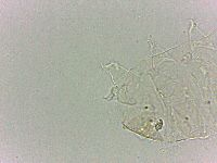 Bryodelphax dominicanus image