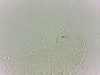 Bryodelphax dominicanus image