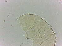 Bryodelphax dominicanus image