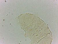 Bryodelphax dominicanus image