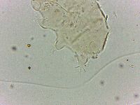 Bryodelphax dominicanus image