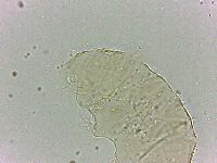 Bryodelphax dominicanus image