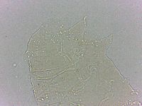 Bryodelphax dominicanus image