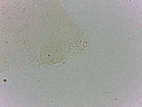 Bryodelphax dominicanus image