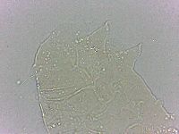 Bryodelphax dominicanus image