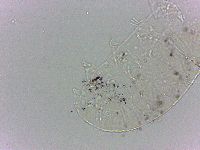 Bryodelphax dominicanus image