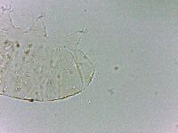 Bryodelphax dominicanus image