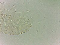 Bryodelphax dominicanus image