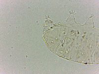 Bryodelphax dominicanus image