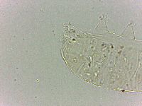 Bryodelphax dominicanus image