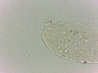 Bryodelphax dominicanus image