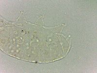 Bryodelphax dominicanus image