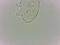Bryodelphax dominicanus image