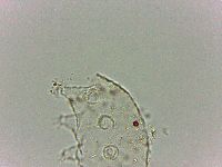 Bryodelphax dominicanus image