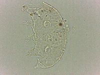 Bryodelphax dominicanus image