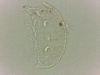 Bryodelphax dominicanus image