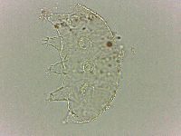 Bryodelphax dominicanus image