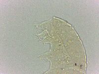 Bryodelphax dominicanus image