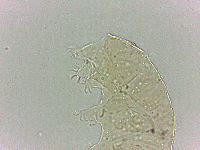 Bryodelphax dominicanus image
