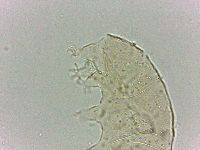 Bryodelphax dominicanus image