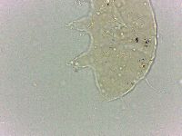 Bryodelphax dominicanus image
