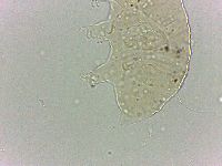 Bryodelphax dominicanus image