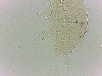 Bryodelphax dominicanus image