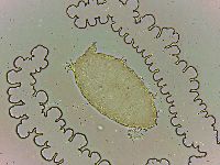 Bryodelphax parvulus image