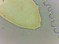 Bryodelphax parvulus image