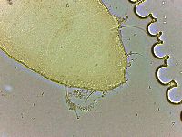 Bryodelphax parvulus image