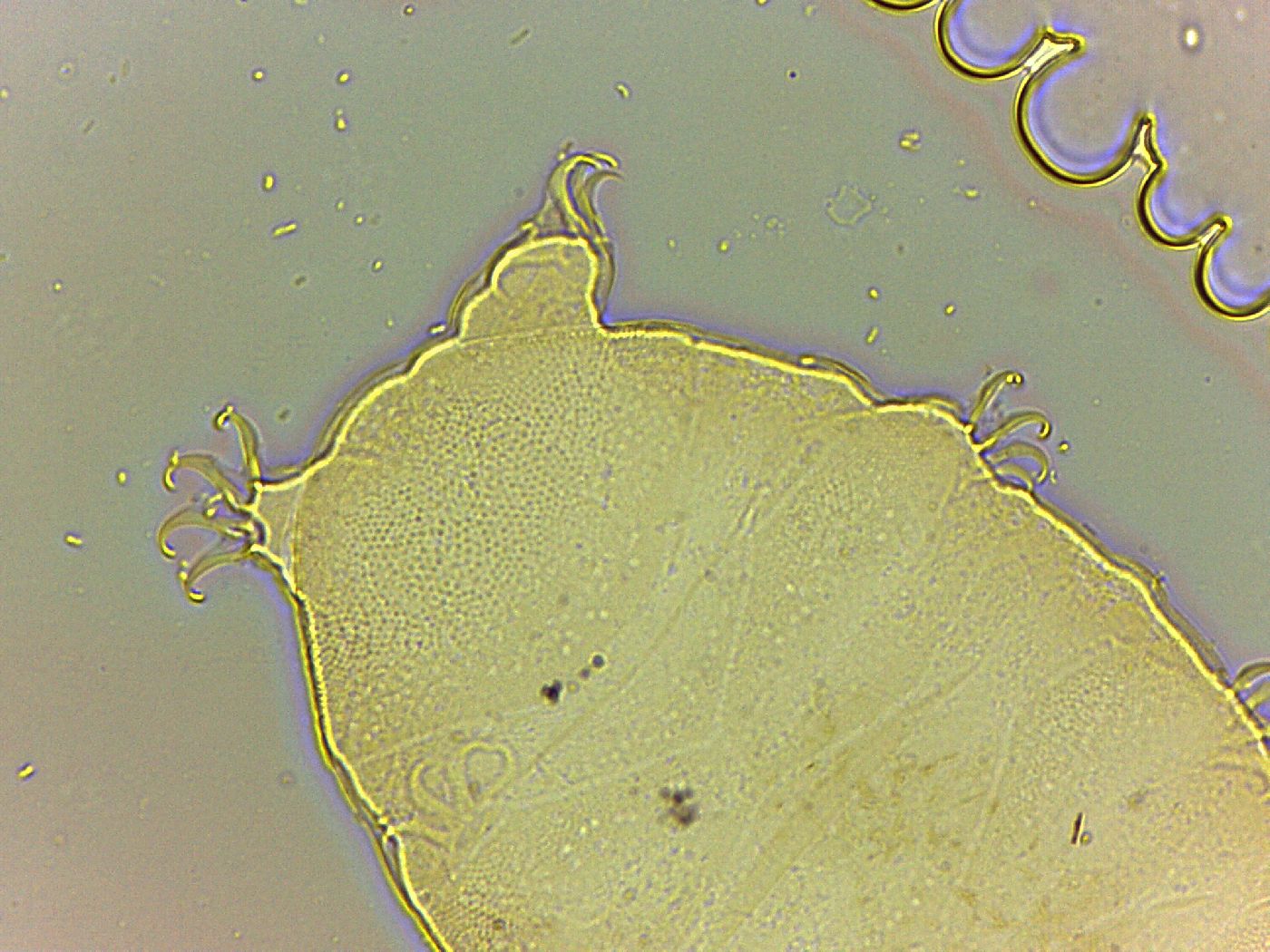 Bryodelphax parvulus image
